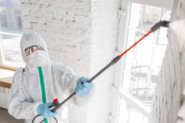 Best Mold Damage Restoration  in Springfield, MN