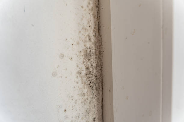 Best Mold Prevention Services  in Springfield, MN